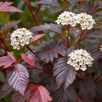 Бордовый в Волгограде