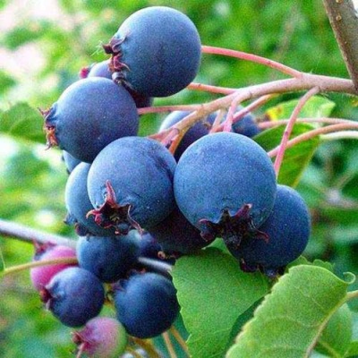 Ирга ПЕМБИНА в Волгограде