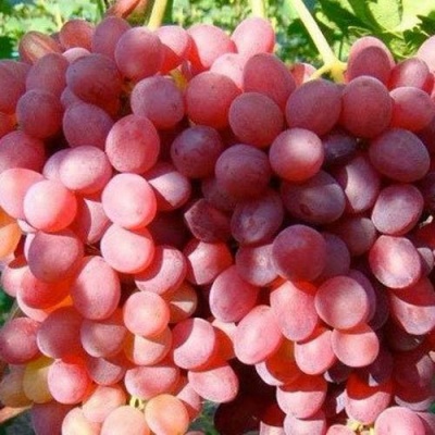 Виноград КИШМИШ КРАСНЫЙ в Волгограде