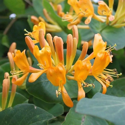 Жимолость ТЕЛЬМАНА в Волгограде