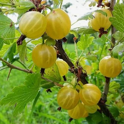 Крыжовник АЛТАЙСКИЙ в Волгограде