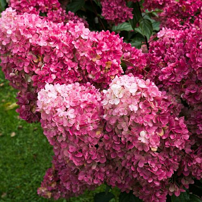 Фрайз в Волгограде