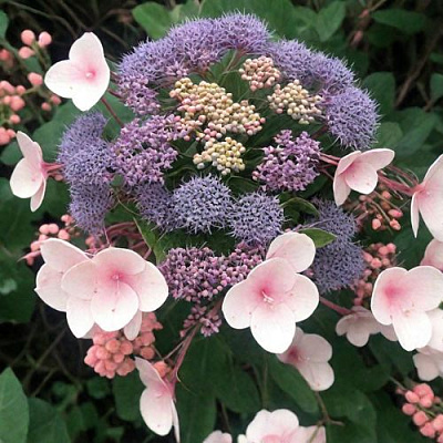 Шершавая в Волгограде