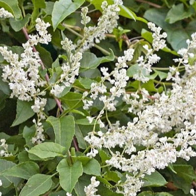 Фаллопия АУБЕРТА в Волгограде