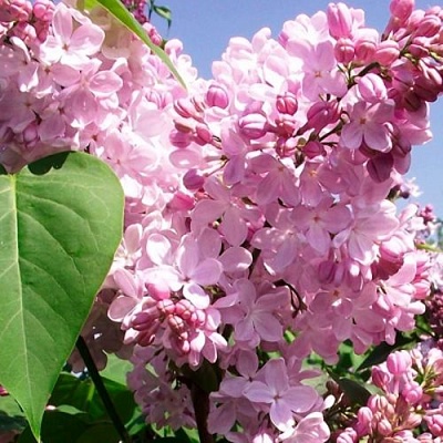 Сирень АДЕЛИНА в Волгограде
