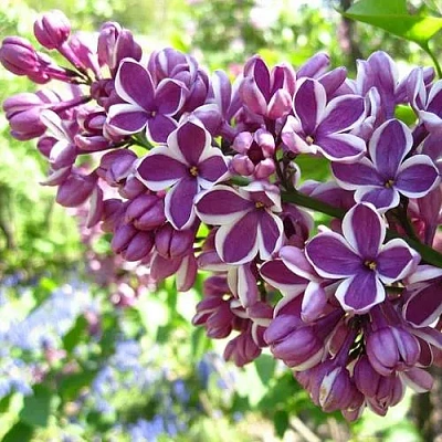 Сирень СЕНСАЦИЯ (привитая) в Волгограде