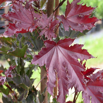 Клен КРИМСОН СЕНТРИ остролистный в Волгограде