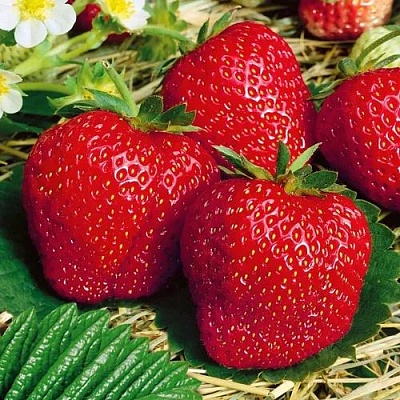 Поздняя в Волгограде