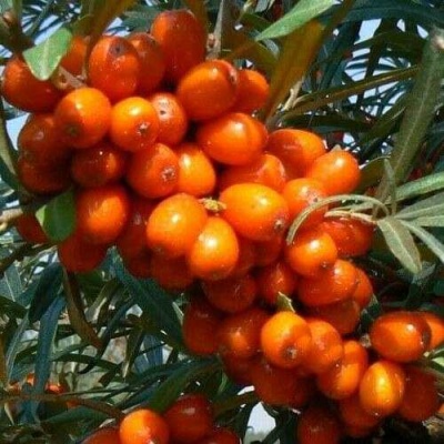 Облепиха ПЛАМЕННАЯ в Волгограде