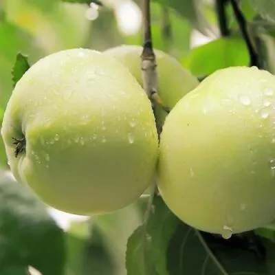 Саженцы яблони оптом в Волгограде