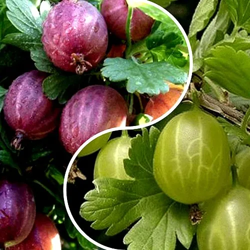 Комплект РЕДКИЙ СЧАСТЛИВЧИК в Волгограде