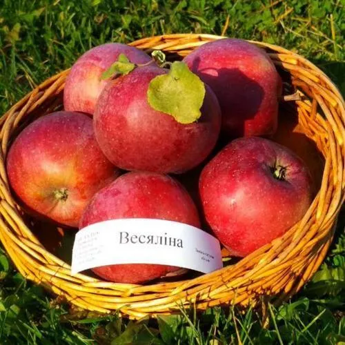 Яблоня ВЕСЯЛИНА в Волгограде